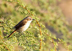 White-bellied Bush Chat