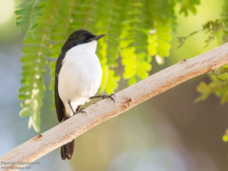 White-bellied Bush Chat male adult