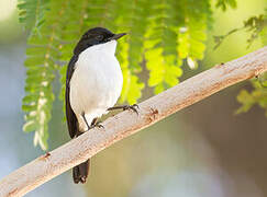 White-bellied Bush Chat