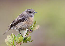 African Stonechat