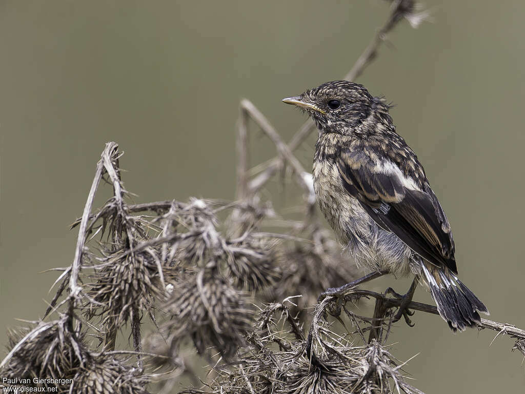 Tarier africainjuvénile, identification