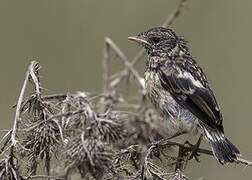 African Stonechat