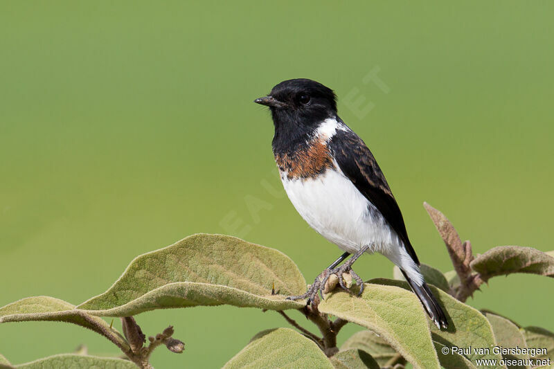 African Stonechat male adult