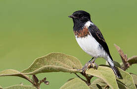 African Stonechat