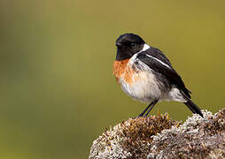 African Stonechat