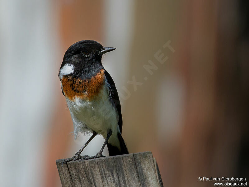 African Stonechat