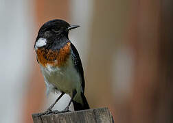 African Stonechat