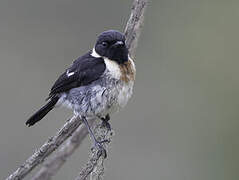 African Stonechat