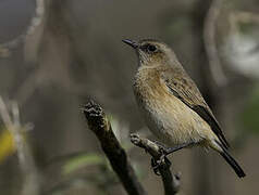 Buff-streaked Chat