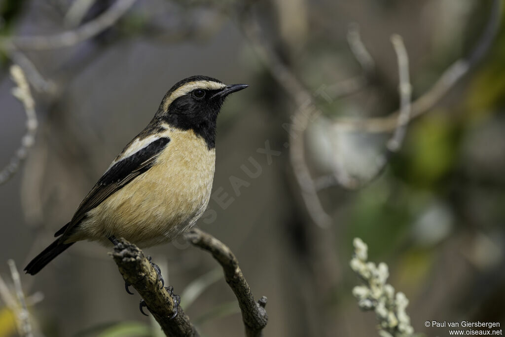 Buff-streaked Chat male adult