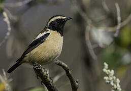 Buff-streaked Chat