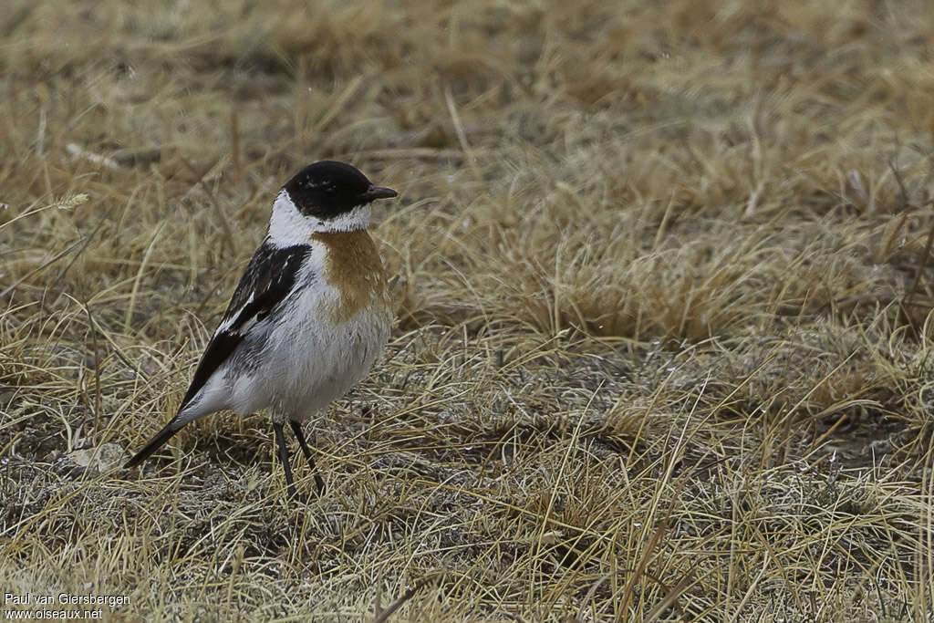 White-throated Bush Chatadult