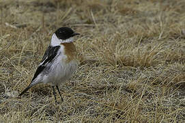 White-throated Bush Chat