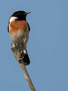 Madagascar Stonechat