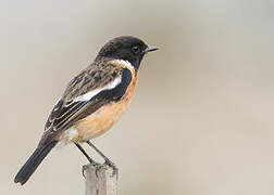 Siberian Stonechat