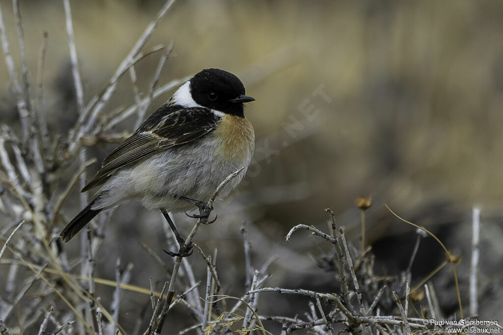 Siberian Stonechat male adult