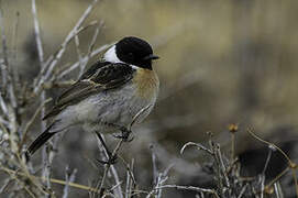 Siberian Stonechat