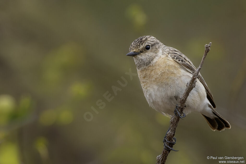 Tarier de Sibérieadulte