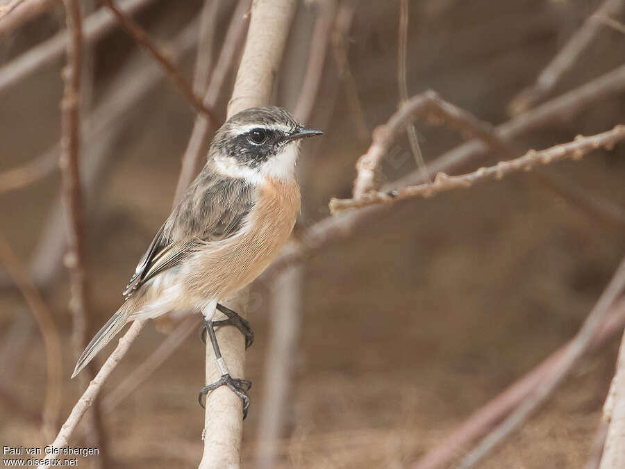 Canary Islands Stonechat male adult, identification