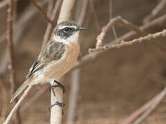 Canary Islands Stonechat