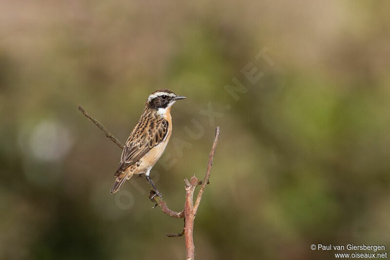 Whinchat