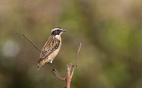 Whinchat