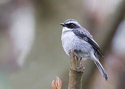 Grey Bush Chat