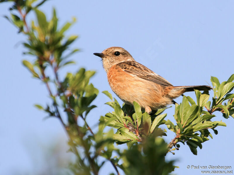 European Stonechat female adult