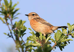 European Stonechat