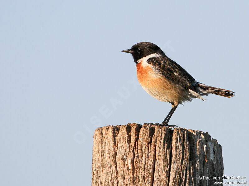 European Stonechat male adult