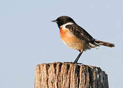 European Stonechat