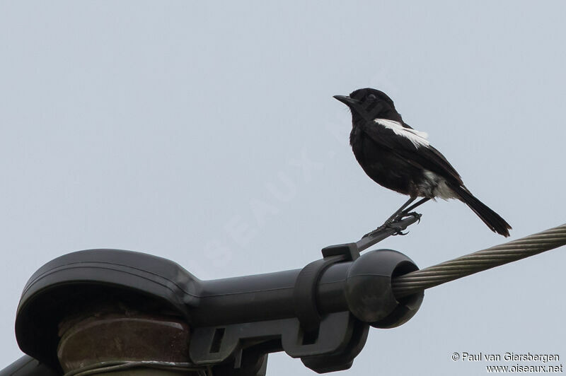 Pied Bush Chat