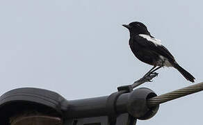 Pied Bush Chat