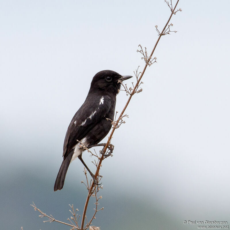 Pied Bush Chat