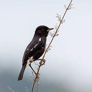 Pied Bush Chat