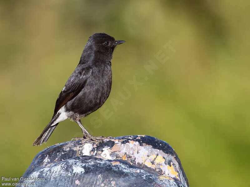 Pied Bush Chat male adult, identification