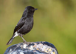 Pied Bush Chat