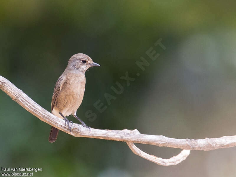 Pied Bush Chat female adult, pigmentation