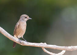 Pied Bush Chat