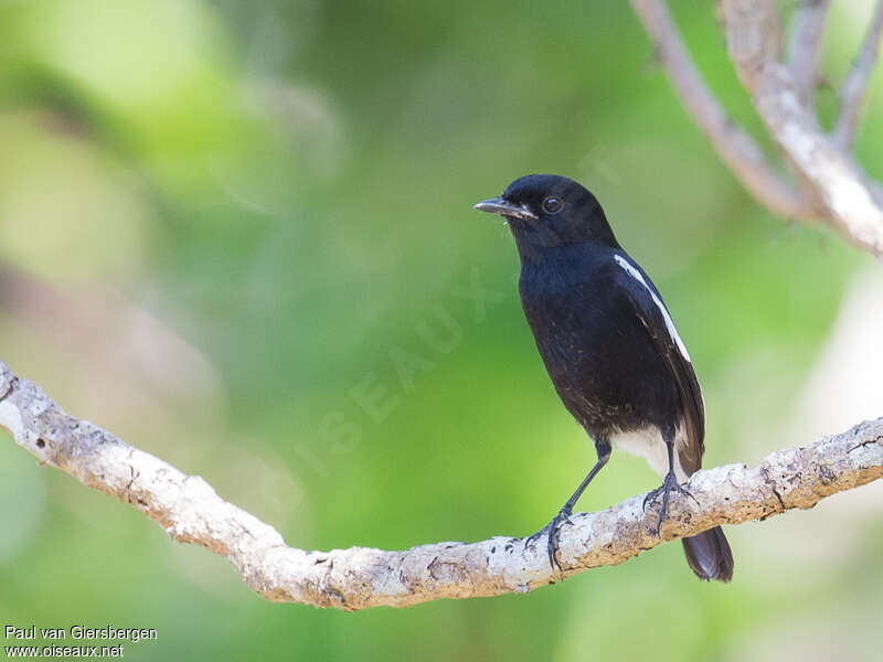 Pied Bush Chat male adult, pigmentation