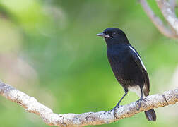 Pied Bush Chat