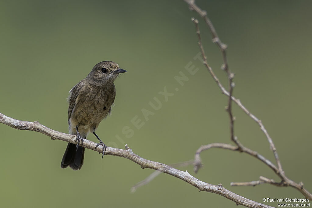 Pied Bush Chat