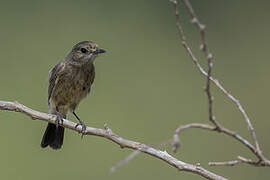 Pied Bush Chat