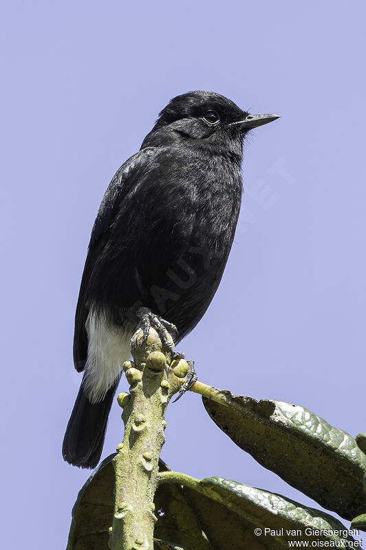 Pied Bush Chat male adult