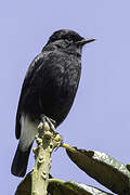 Pied Bush Chat