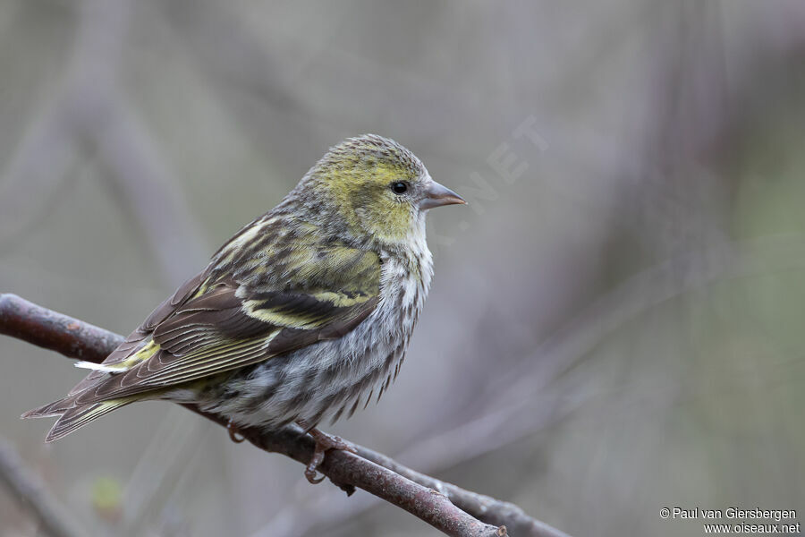 Eurasian Siskin female adult