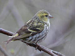 Eurasian Siskin