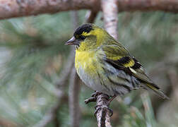 Eurasian Siskin