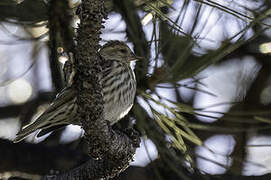 Pine Siskin