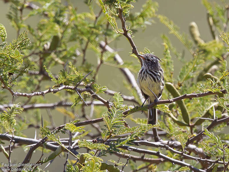 Yellow-billed Tit-Tyrantadult, habitat, pigmentation